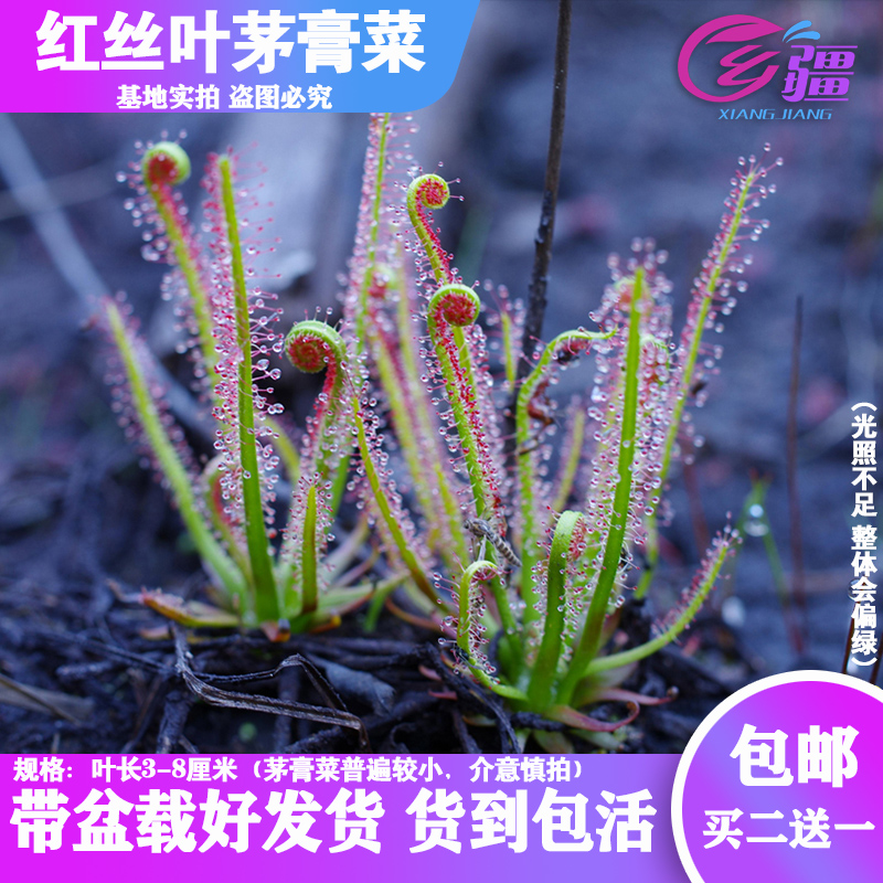 基地直销【红丝叶茅膏菜】食虫植物捕