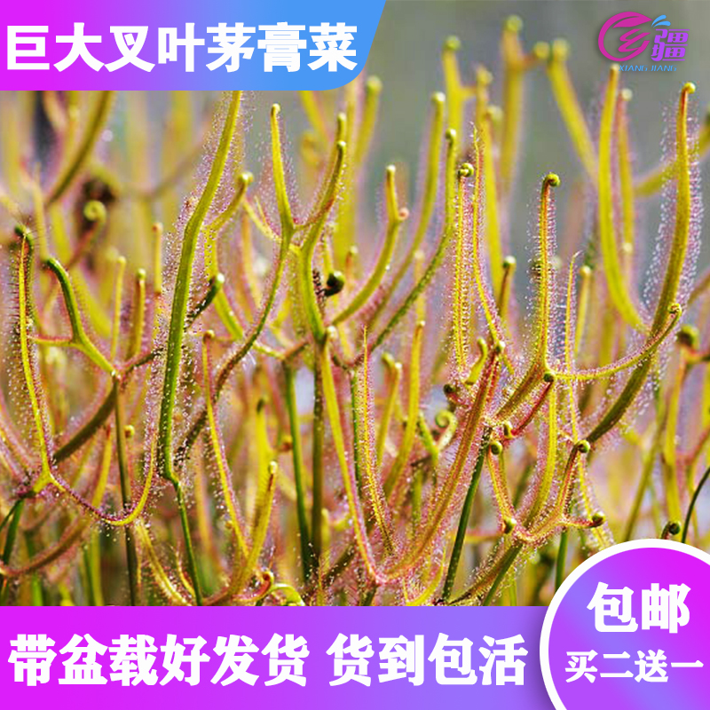 基地直销【巨型叉叶茅膏菜】食虫植物