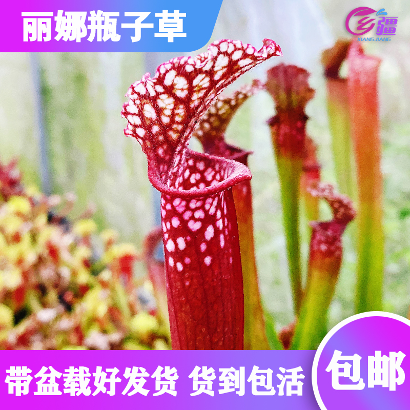 【丽娜瓶子草】2019年选育新品种