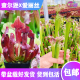 【查尔逊X爱丽丝瓶子草】食虫植物 杂交瓶子草 实生苗 包邮