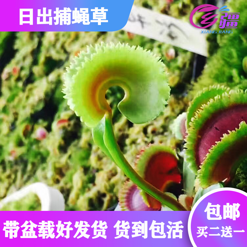 基地直销【日出捕蝇草】食虫植物猪笼