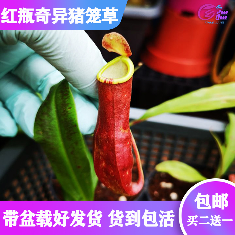 基地直销【红瓶奇异猪笼草】食虫植物