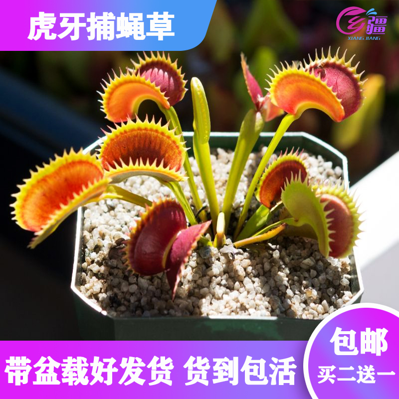 基地直销【虎牙捕蝇草Dionaea