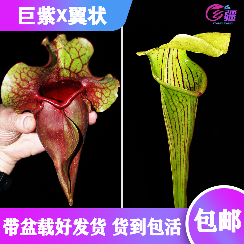 【巨型紫瓶X翼状瓶子草】食虫植物 