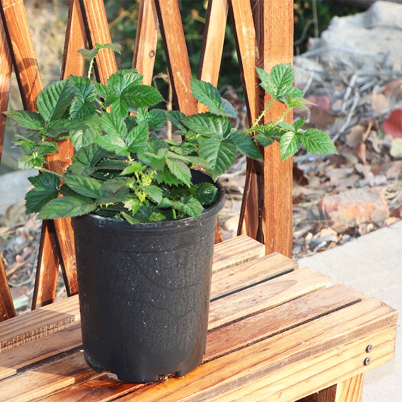 草莓树_树莓盆栽栽种带盆带土四季种易活室内植物奶油草莓可食用结果