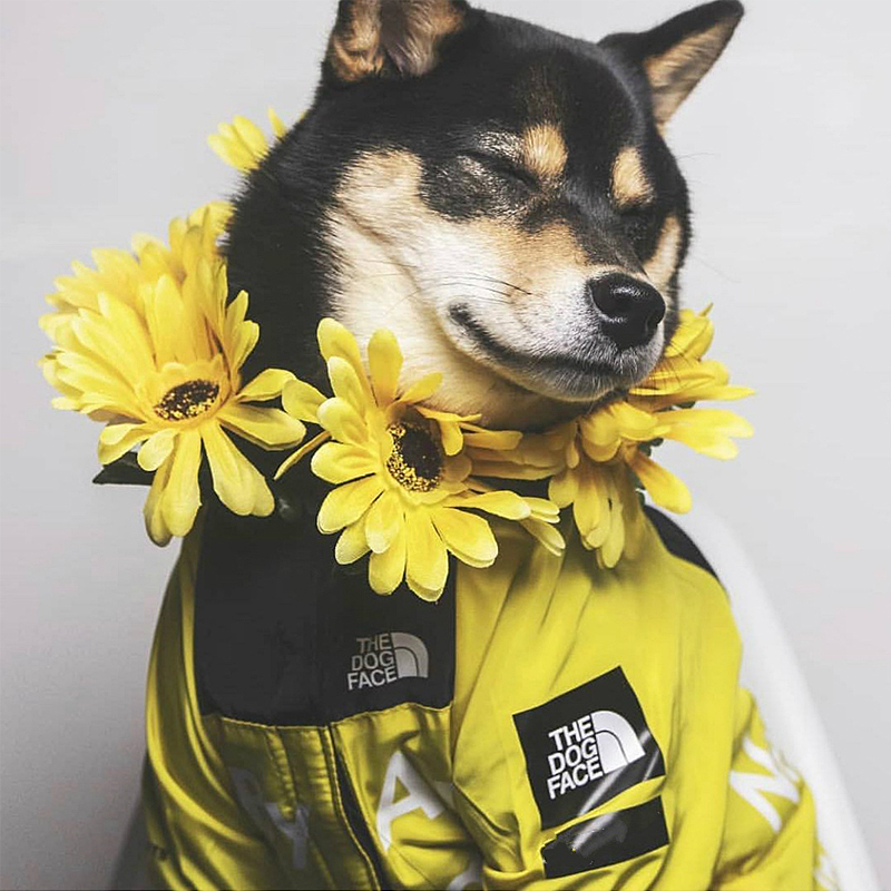 狗狗户外冲锋衣小型犬中型犬防雨防水衣服狗雨衣柴犬边牧柯基雨披