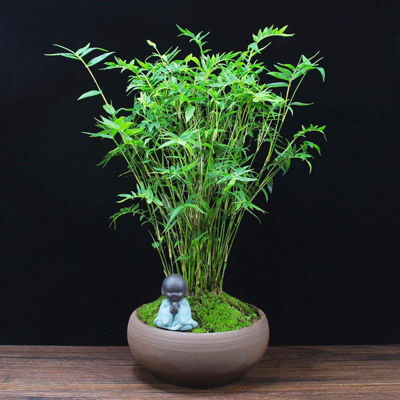 米竹苗盆栽凤尾竹盆景庭院竹子室内植物客厅净化空气四季常青绿