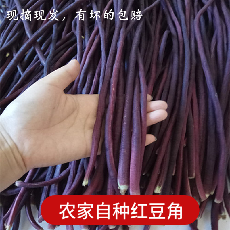 湖南特産豇豆新鮮應季農家自種紅豆角長豆角現摘現發整箱4斤包郵在類目 水產肉類/新鮮蔬果/熟食, 新鮮蔬菜/蔬菜製品, 新鮮蔬菜, 新鲜豇豆中 - 來自Buy2taobao.com提供專業的淘寶代購服務
