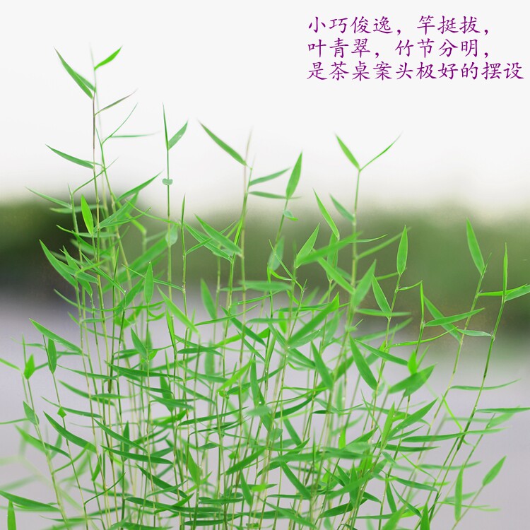 姬翠竹盆景青轴力竹水培绿植竹苗迷你小竹子盆栽植物室内姬竹米竹