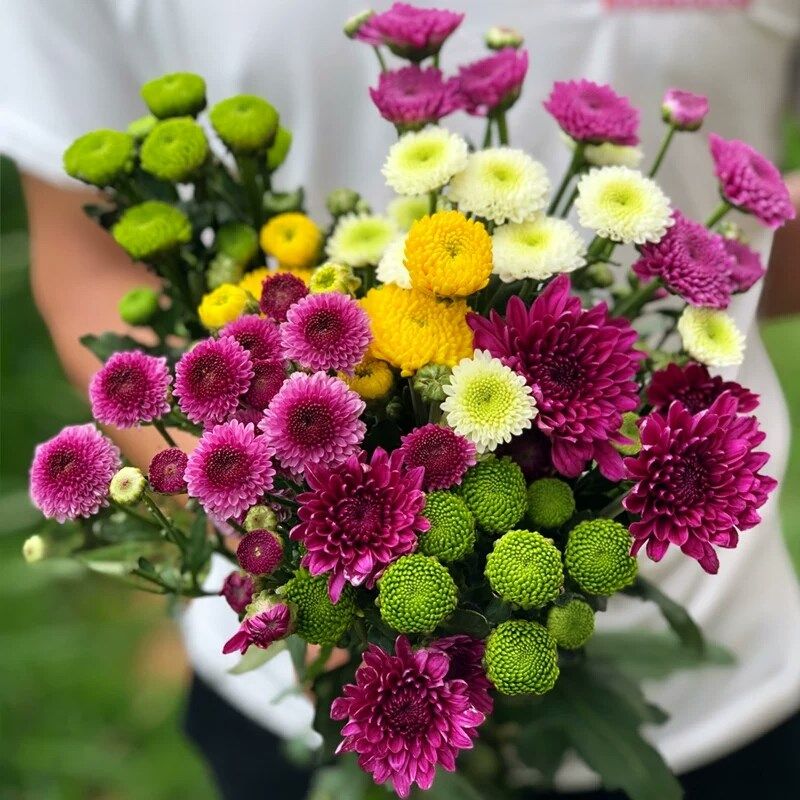 云南昆明基地直发小雏菊鲜花混色小菊花超长花期水养配花同城速递