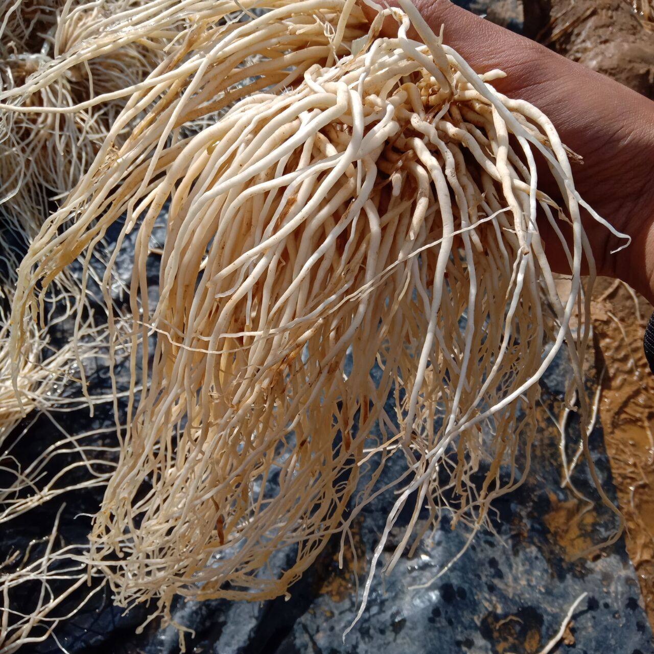 云南德宏特产新鲜撇菜根1斤苤菜根大韭菜根月子可腌制新鲜疏菜