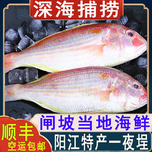 阳江特产一夜埕深海金线刀鲤鱼干货广东咸鱼海鲜腌制冷冻整条生鲜