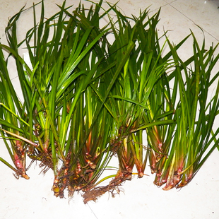 贵州新鲜1000g三奈山奈山赖五香草火锅配去腥羊牛狗肉香料鸡香草