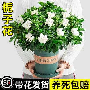 栀子花室内客厅好养易活盆栽茉莉花苗带花苞阳台浓香四季花卉盆景