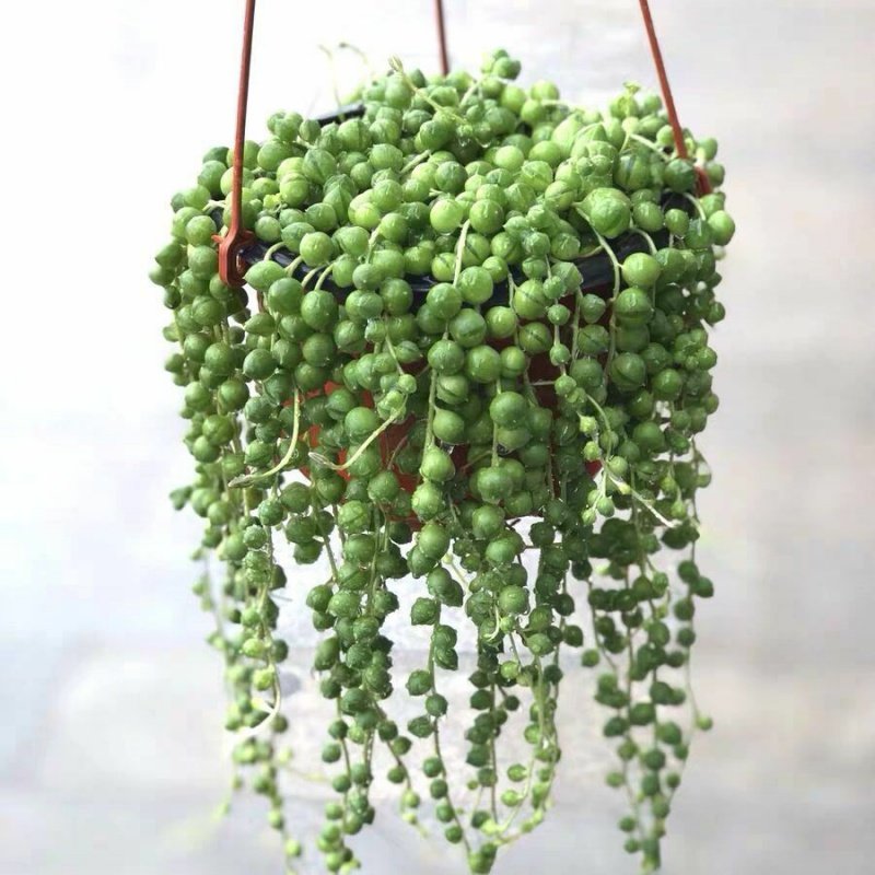 佛珠吊兰多肉植物珍珠吊兰情人泪盆栽绿植办公室内垂吊花卉紫玄月