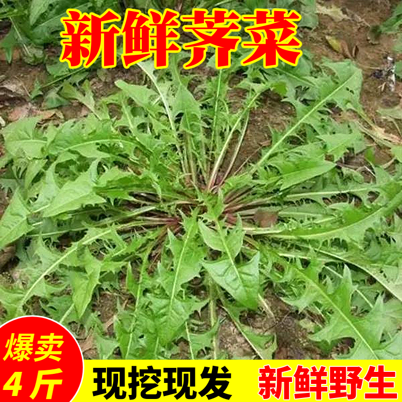 荠菜野菜新鲜4斤包邮地菜齐菜野生现挖鲜荠菜水饺陷小叶时令蔬菜
