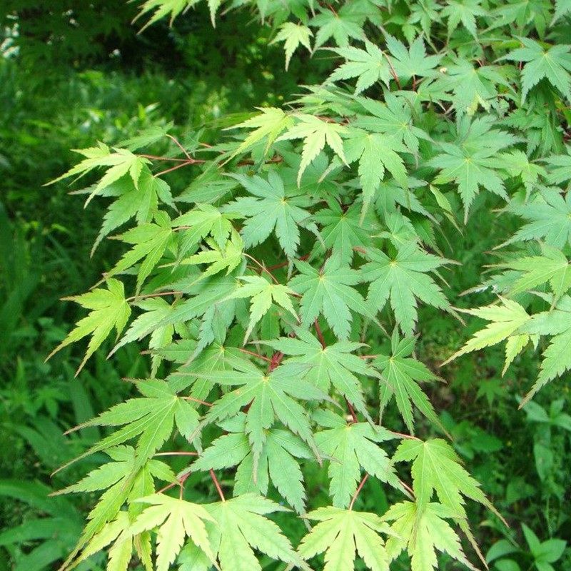 青枫-特价促销-优惠券领取-价格|多少钱|什么牌子好-35优惠券网站