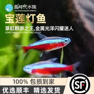 巴西宝莲灯鱼水草缸小型热带鱼红绿灯科鱼淡水群游活观赏鱼孔雀鱼