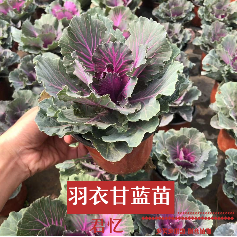 花境绿化带植物羽衣甘蓝盆栽苗粉四季耐寒草本花卉室内外好养庭院