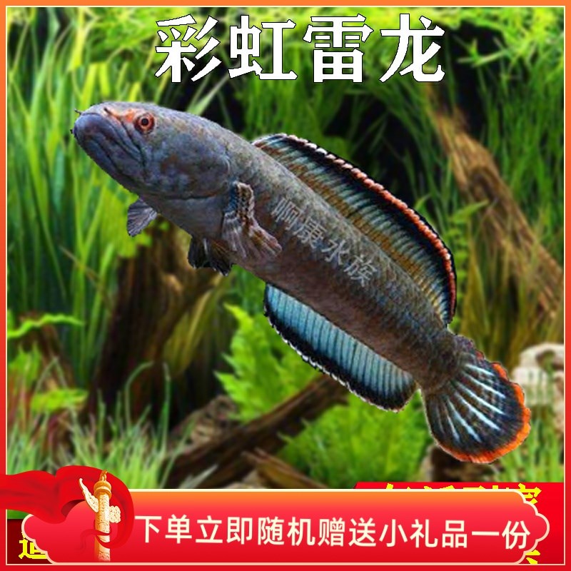 彩虹雷龙鱼阿萨姆奶茶七彩鬼王黄金眼镜蛇幻蓝蓝宝石雷龙观赏鱼
