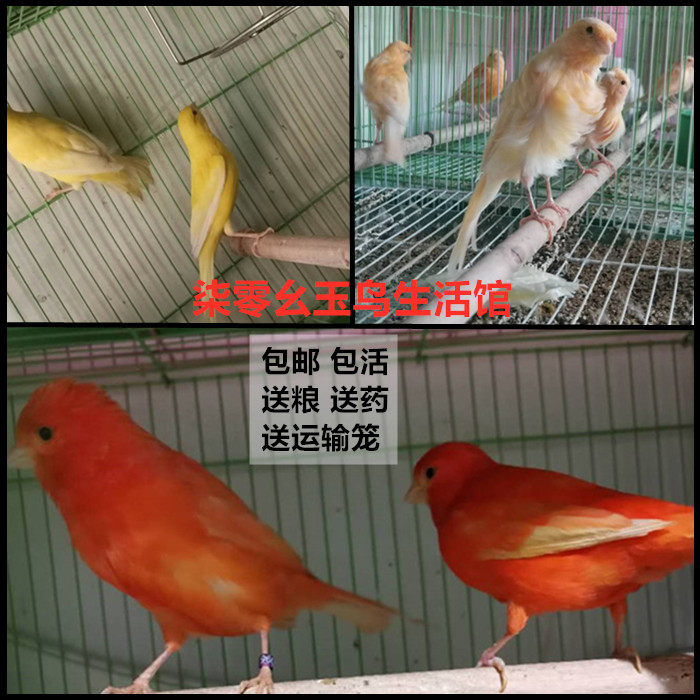芙蓉鸟活体_玉鸟包邮活体辣椒红扬州黄桂皮白玉鸟马赛克芙蓉鸟大红袍