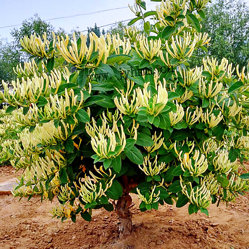 金银花苗爬藤-特价促销-优惠券领取-价格|多少钱|什么牌子好-35优惠券