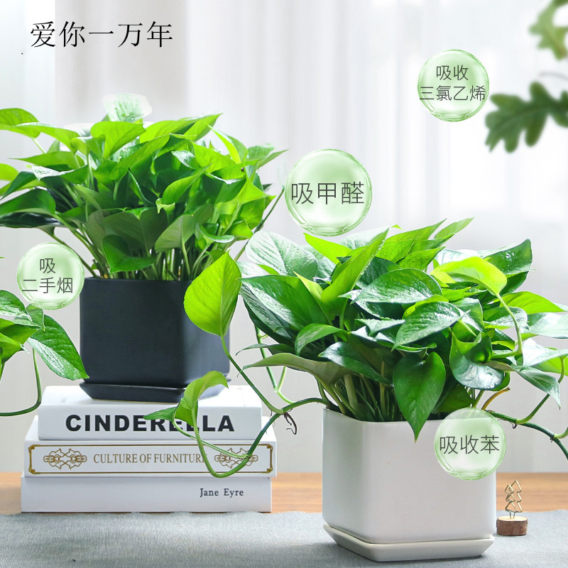 小绿萝盆栽大叶水培植物吸甲醛室内花