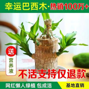 巴西木水养幸运木开花绿植室内盆栽水培植物格鲁特小树人四季带芽