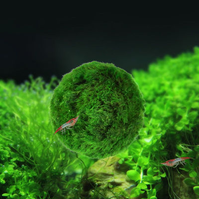 绿藻球小鱼缸水族箱造景装饰水生植物活体前景懒人水藻水草