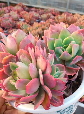 绮罗多肉植物老桩缀化超大多肉老桩大颗一物一拍老桩植物室内盆栽