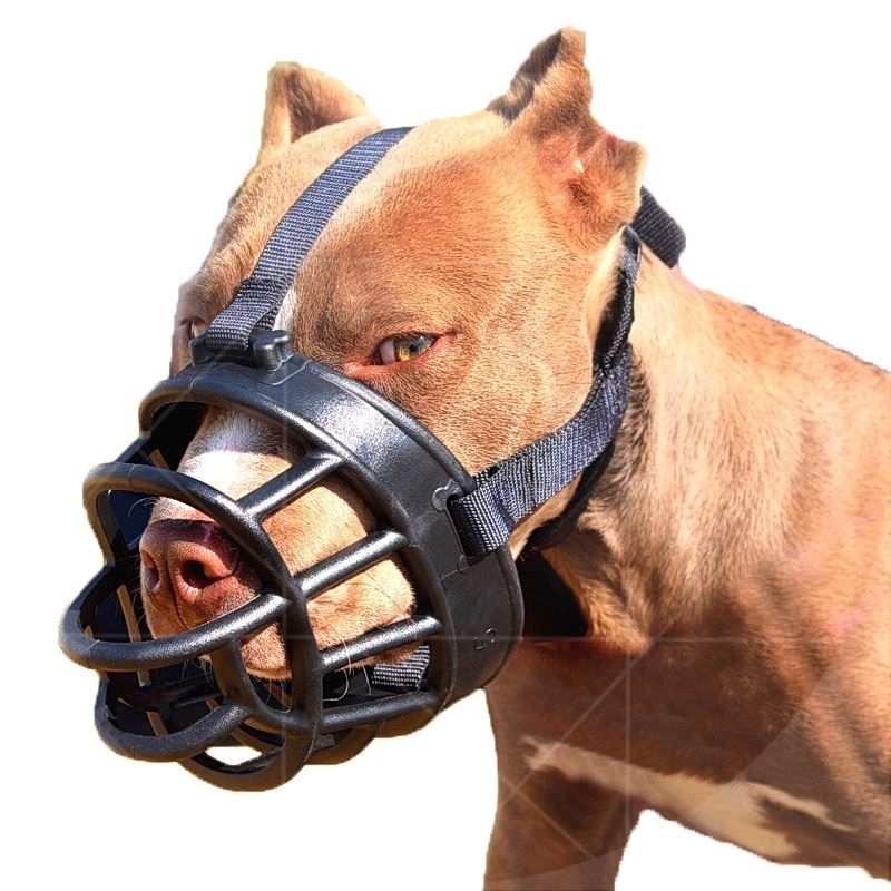 嘴套狗大型大额优惠券