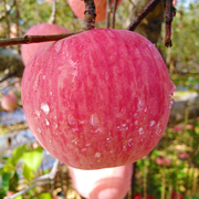 Shandong Yantai Red Fuji apple fruit crispy, sweet, fresh, authentic, full box, 10 jin box, ugly Qixia rock candy heart