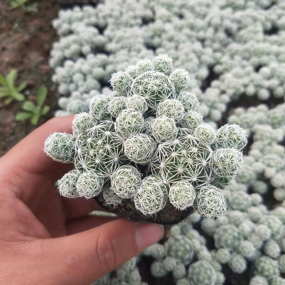 白鸟小仙人掌仙人球 办公室美观多肉植物小仙人球