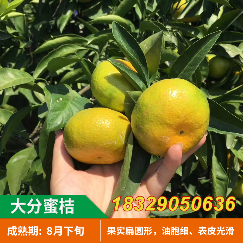 特早熟大分一号蜜桔子苗宜昌蜜橘子树苗日南一号蜜桔南方水果树苗