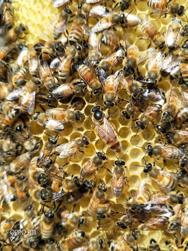 意蜂王意蜂蜂王开产王蜜王蜜浆东北黑生产王高产处女种王新王活体