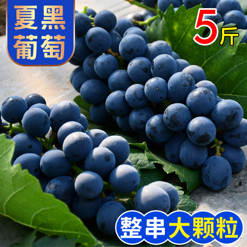 云南夏黑葡萄新鲜水果应当季无籽葡萄