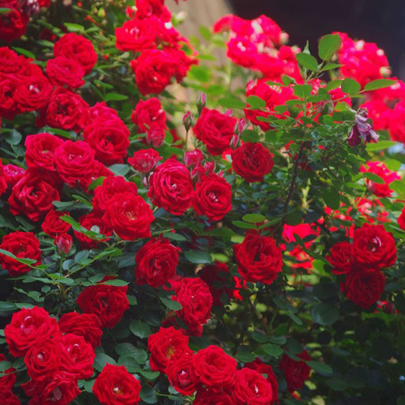 红花蔷薇花苗小女孩爬藤多花月季四季开花纯红色玫瑰花卉绿植盆栽