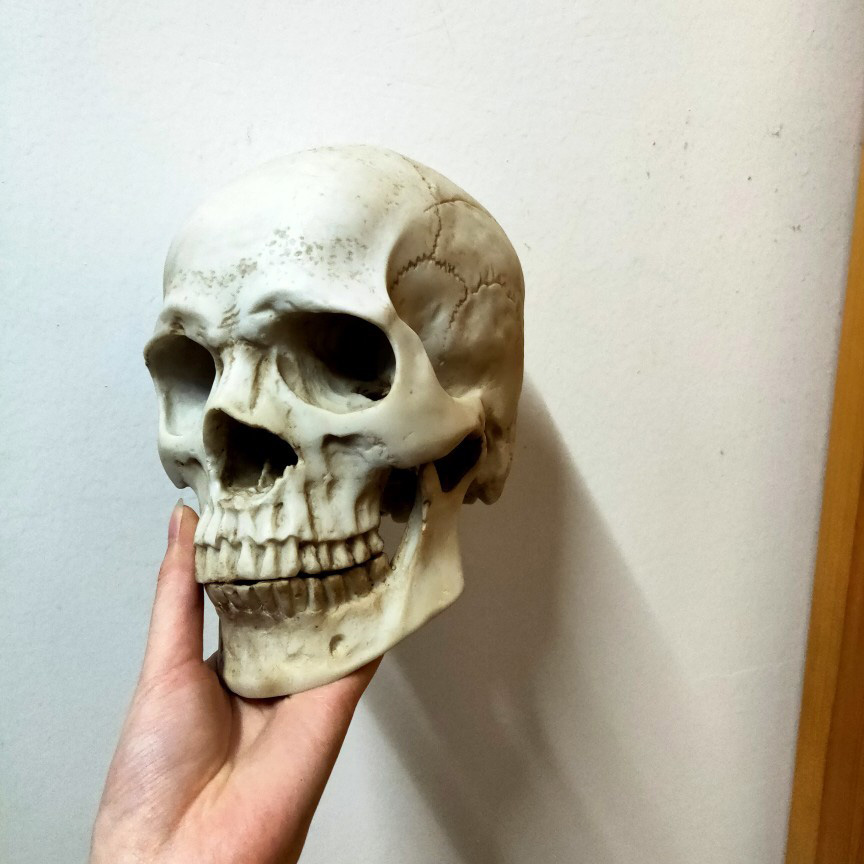 头骨模型真人临床人体解剖颅骨万圣节其他模型玩具