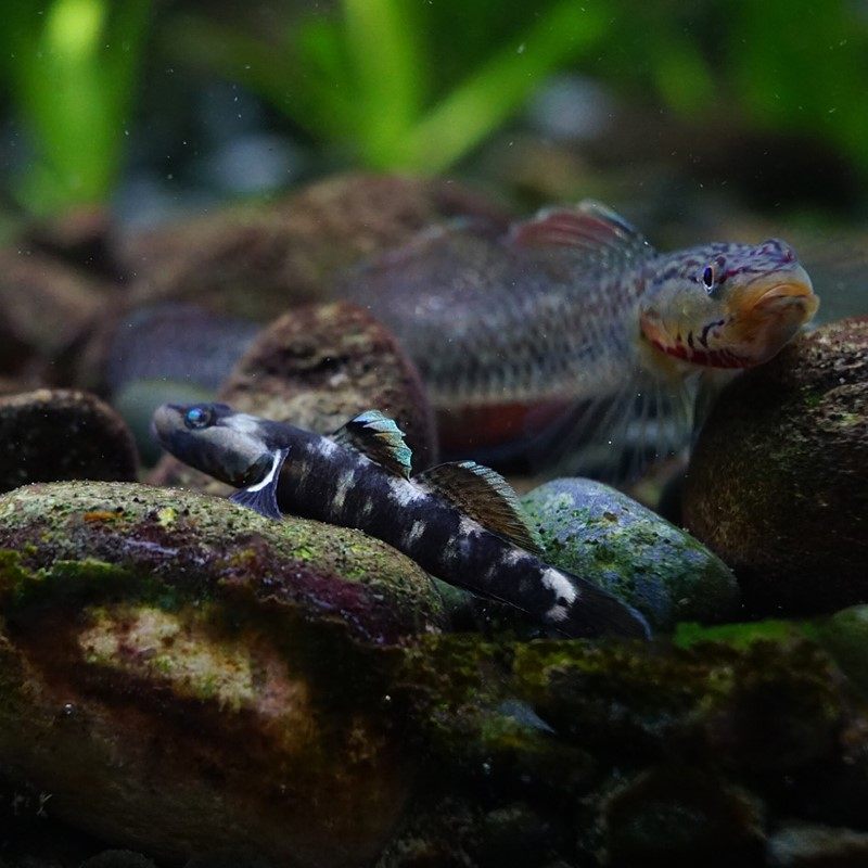 练手稀有原生冷水鱼小型淡水白面溪流吻虾虎鱼好养耐活热带观赏鱼