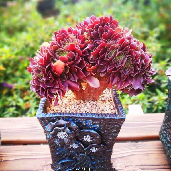 玫瑰法师缀化稀有品种大型多肉植物盆栽组合韶秀紫羊绒绿植好养