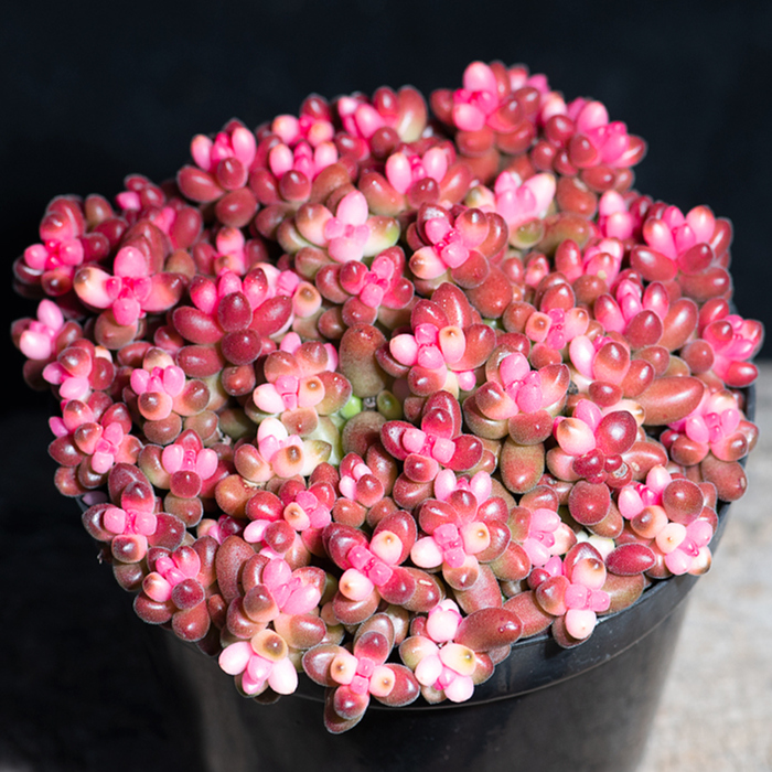 珊瑚珠锦彩色稀有品种多肉植物组合盆栽大型大颗巨型老桩萌肉肉