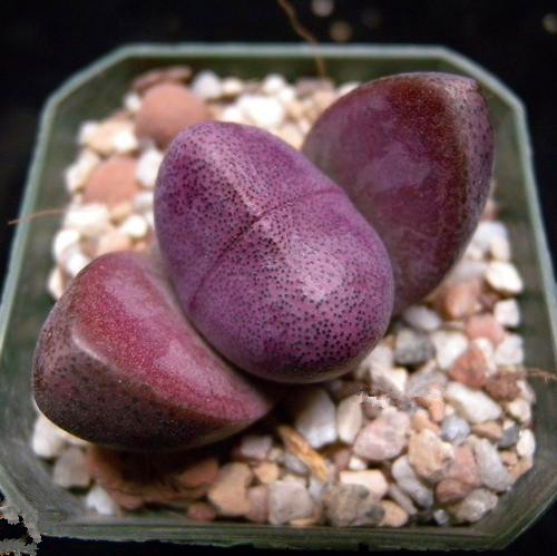 紫帝玉红红帝玉番科生石花屁股稀有品种多植物多肉植物