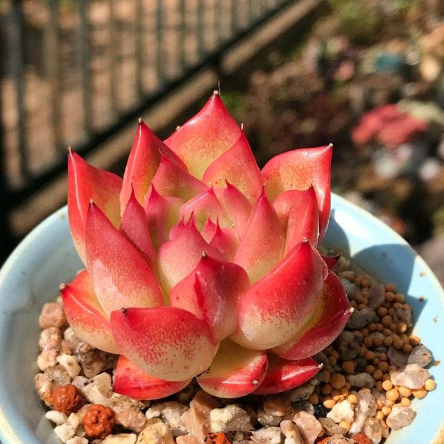 弗罗瑞安娜稀有品种萌肉肉多植物盆栽组合新手多肉植物