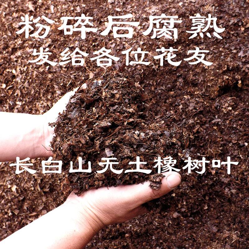 腐熟无土纯橡树叶君子兰专用有机腐叶土腐熟纯松针兰花专用营养土