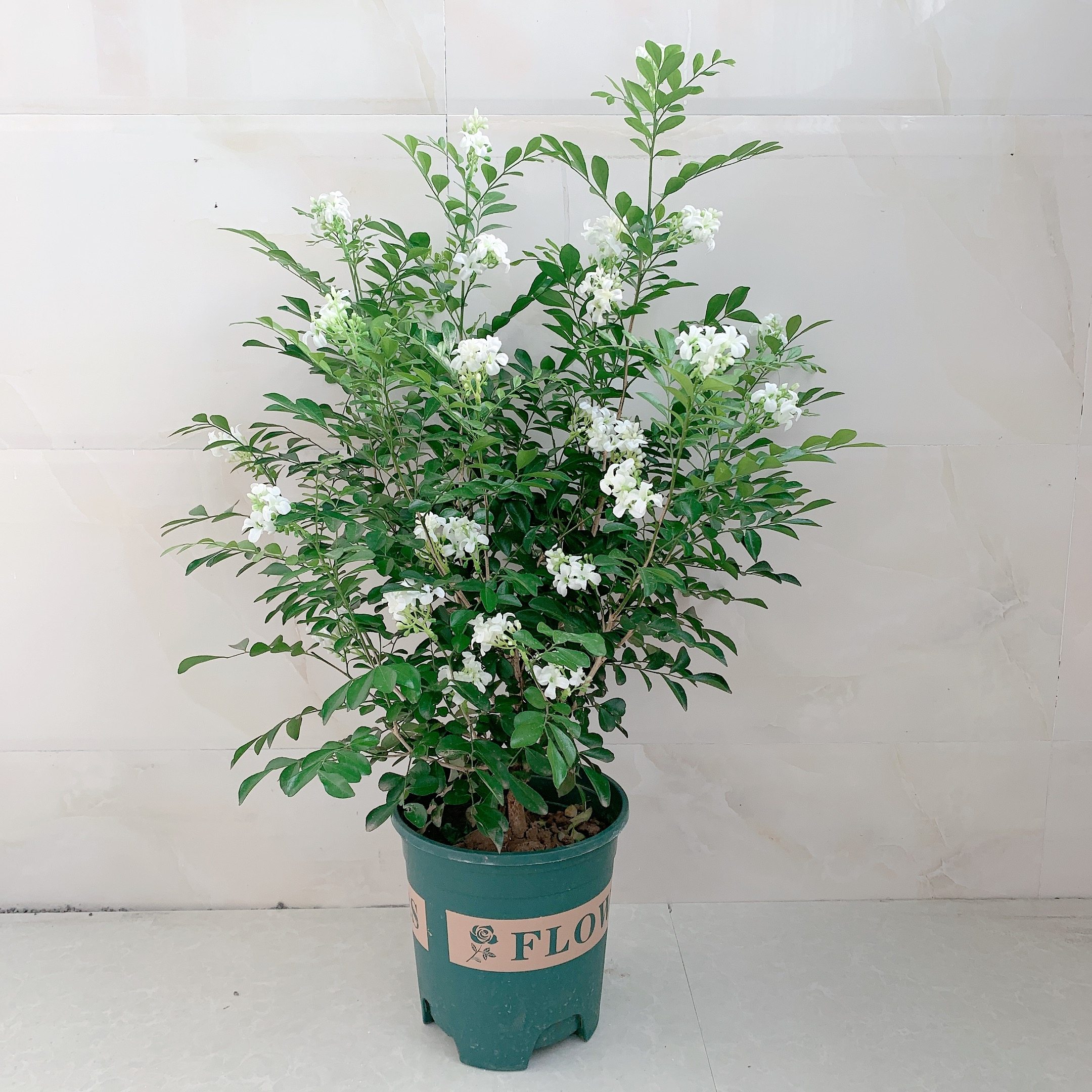 九里香盆栽水培植物四季开花千里眼树苗室内老桩花卉浓香驱蚊绿植