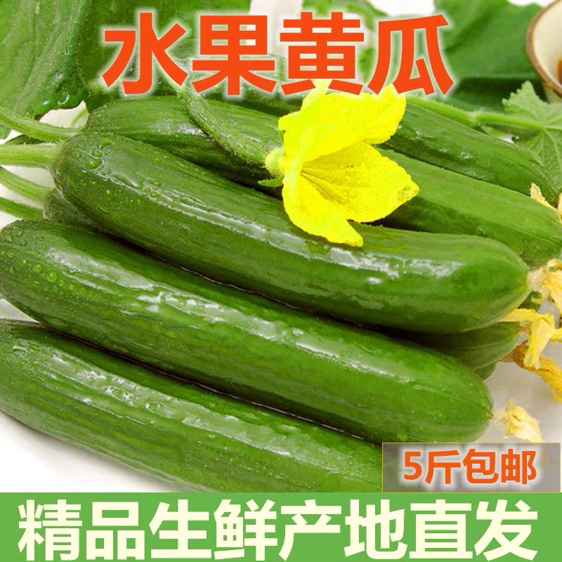 寿光蔬菜水果黄瓜生吃脆新鲜5斤青瓜