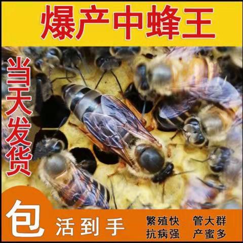 中蜂蜂王高产蜜型开产双色王阿坝产卵红环处女王天柱土蜂大力仓王|ruв категории животное/Животное питание и принадлежностей, Пэт жизнь услуг, домашний - от Buy2taobao.com для оказания профессиональной услуги покупки агента Taobao