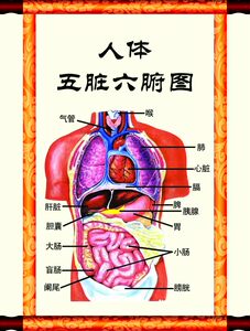 中医养生人体经络穴位图海报印制写真中医养生人体五脏六腑图挂画