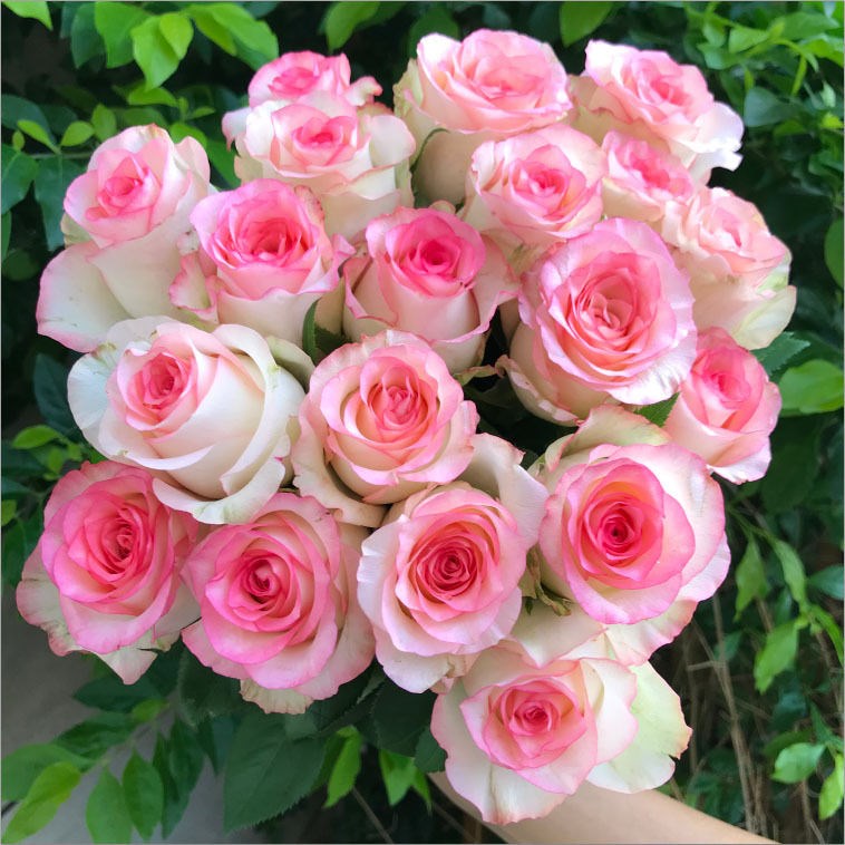 艾莎红袖花卡布奇诺玫瑰花云南金色海岸胭脂扣月季金辉玫瑰鲜花