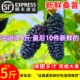 大凉山新鲜桑葚水果带箱5斤无沙黑椹子泡酒酵素膏顺丰包空运专用